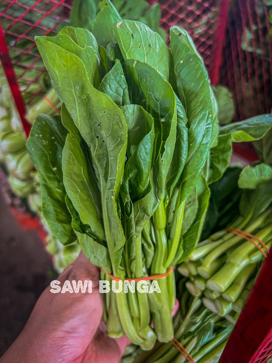 NurulShima_3's tweet photo. Sayur sawi ada 4 jenis. Rasa ada beza sikit. 

Sawi bunga paling sedap. Boleh buat ulam, celur atau tumis. Rasa manis sayur tu. 

Sawi panjang pulak agak pahit, kena ketuk sikit batang tu biar kurang pahitnya.

Sawi panjang dan sawi putih tu rasa agak tawar tapi boleh je makan. https://t.co/1GKQsJskQE