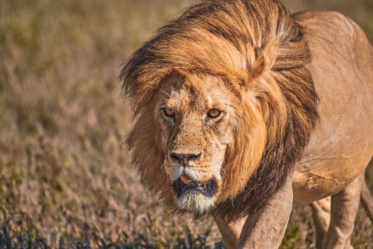 RIP.. 😭 Snyggve. Though you lost the battle with other lions. We still see you as a great king of Namiri Plains and we will be missing your badly. 
🦁 Serengeti | Tanzania
#tanzanianationalparks #wildlifeperfection #safari #kingofjungle #natgeotravel #biosapiens #bownaankamal