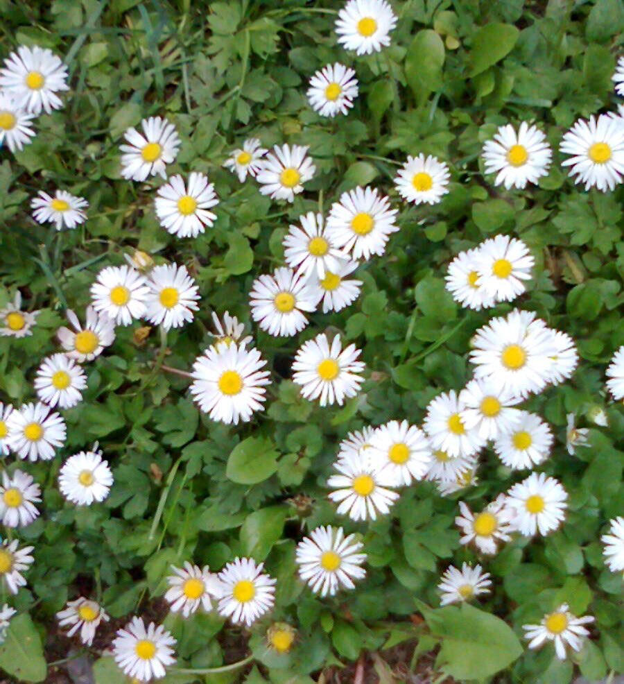 Gänsebwümchen wassen sie wedew duwch Schnyee nyoch Wegen beeindwucken, sondewn bwühen fwöhwich weitew. >w<
Einyen schönyen Sonntag awwen😊