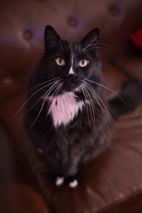 My best friend / my familiar / my longest relationship / the worst cat who ever lived / my everything