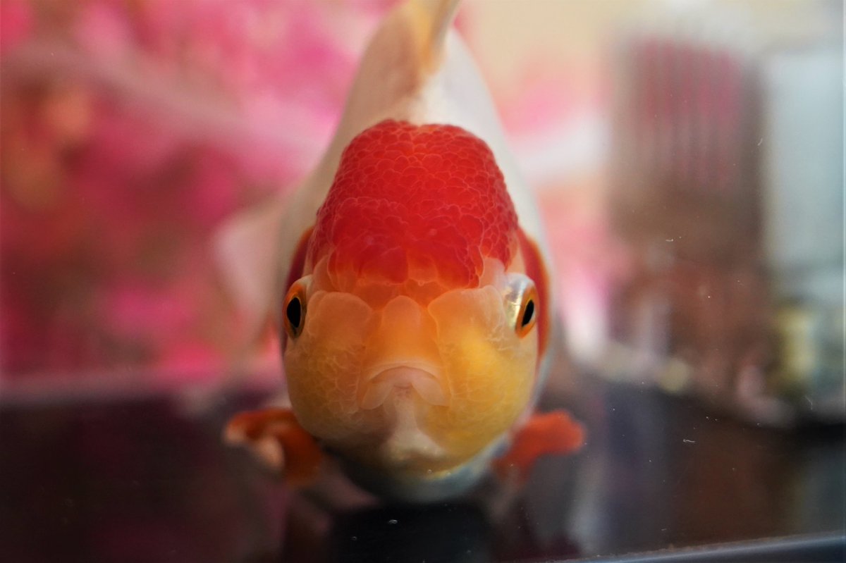 tarohana_7II's tweet photo. 赤斑病の疑いがあるので別槽で療養中
#金魚
#丹頂 https://t.co/RueW1lyCzm
