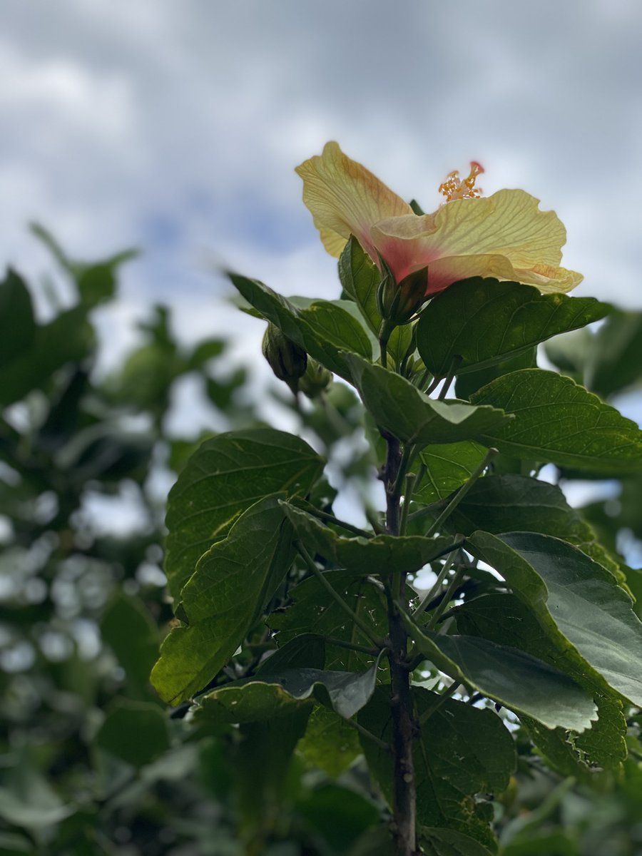 OlenaHeu's tweet photo. #alohasaturday https://t.co/vWuPnsZ8Di