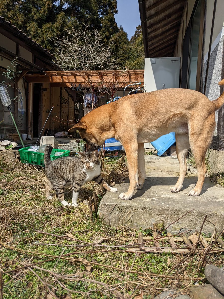IEF_NGEEANN's tweet photo. Yuno the tabby cat n Sumire. Sharing love, care and peace to the world https://t.co/OeAbwglZ4h