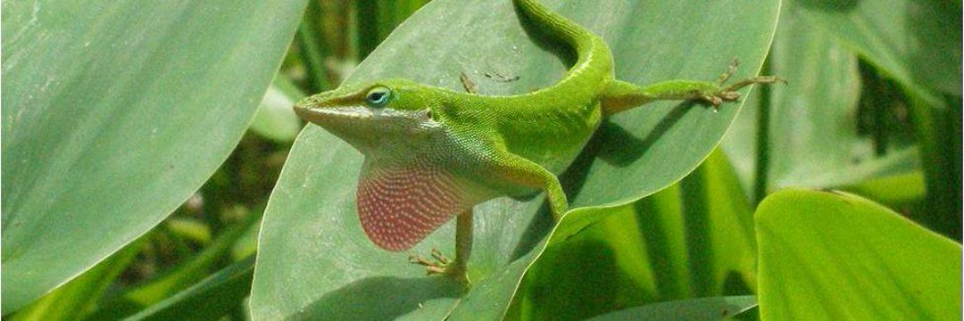 Green lizards turn quickly to brown.
In seconds, to green they rebound.
Not to dodge predation
Or for thermoregulation
But to send social signals, we found.

See the full story in Behav Ecol Soc w/ <a href="/DaisyHorr/">Daisy Horr</a>, Amy Payne <a href="/ProfessorKira/">Kira McEntire</a> here (open access!): rdcu.be/c7o0V