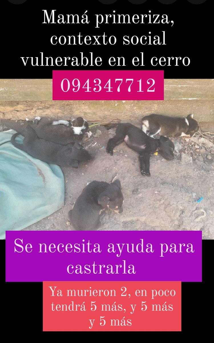 Maria Quiroga (@mariperritos2) on Twitter photo 