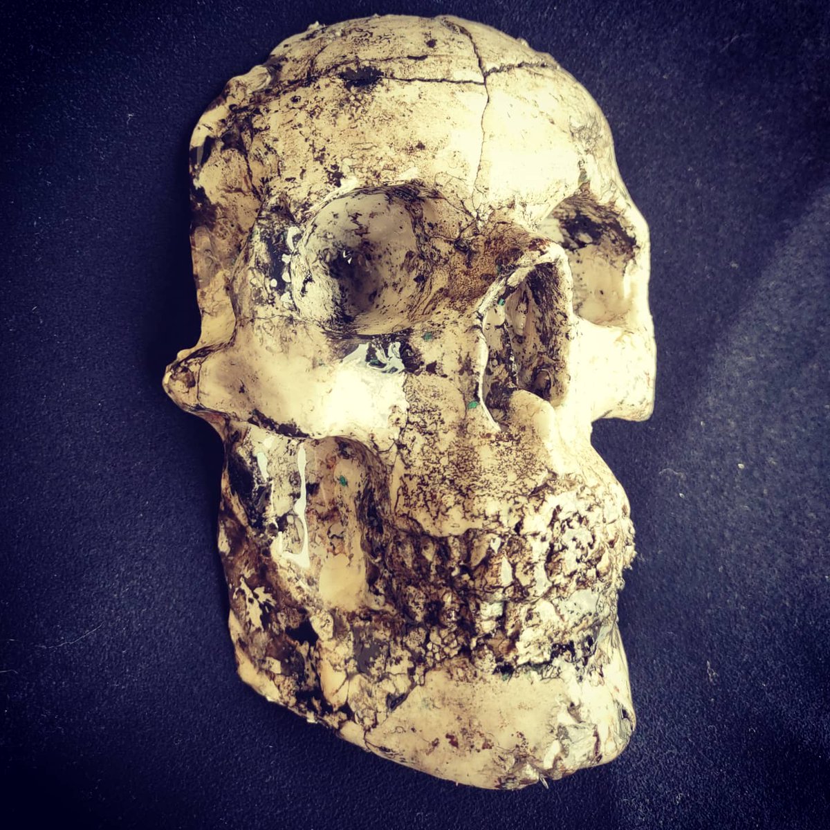 krushskulls's tweet photo. No plastics, no epoxy, no paint, etc...
Organic (for real) 
Trying to replicate raw "White Buffalo Turquoise"

#skulls #skull #skeleton #oddity #macabre #art #handmade  #oneofakind #scagliola #scagliola #unique #decordesign https://t.co/3L2i0EY7I0
