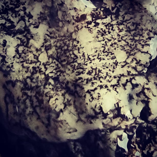 krushskulls's tweet photo. No plastics, no epoxy, no paint, etc...
Organic (for real) 
Trying to replicate raw "White Buffalo Turquoise"

#skulls #skull #skeleton #oddity #macabre #art #handmade  #oneofakind #scagliola #scagliola #unique #decordesign https://t.co/3L2i0EY7I0