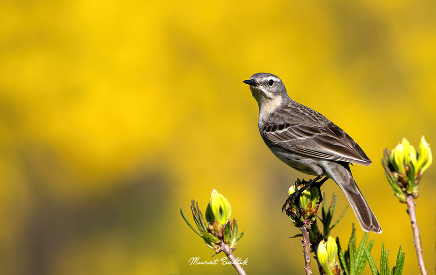 Günaydın Pazar erkencileri. Erken kalkanlara çiçeklerin en güzel kokularını getirdim. Dağ İncirkuşu #trabzon #hangitür #birdwatching #birds #birdphotography #zcreators #nikonz9