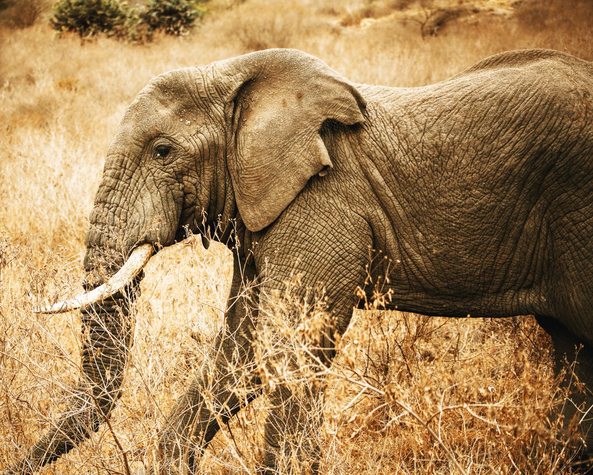 2. 'TEMBO'  

#wildlifephotography #elephant #tanzaniawildlife #ngorongoro #utaliiwandani #wildlifephotography  #tanzania #utaliiwandani #ngorongoro #birdsighting #traveltanzania #wildlifephotography #utaliiwandani #tanzaniasafari #wildanimals #travelphotography   #ngorongoro