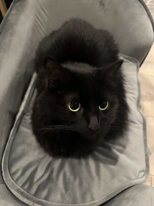 Man, what an incredible day - unveiled my brand new stream room, had an amazing stream, pulled a crazy<a href="/tag/revengeofthe5th"class="tags"><span>#revengeofthe5th</span></a>