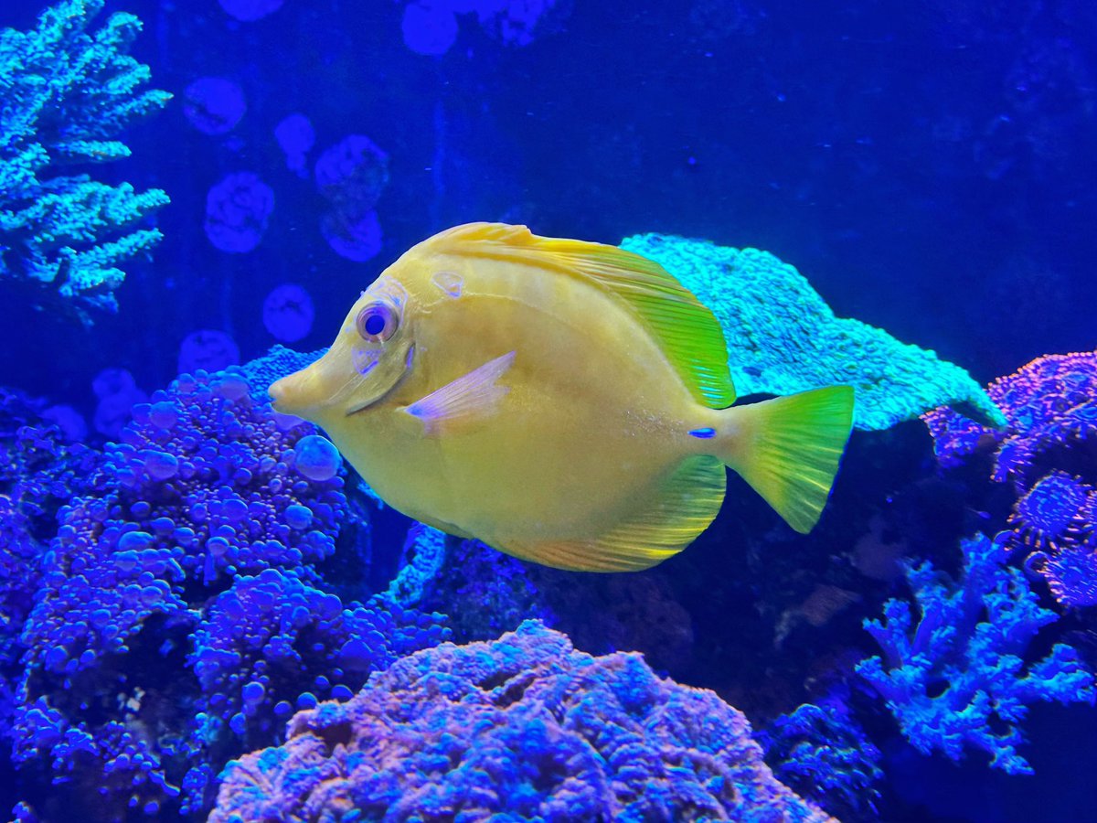 asterwiz's tweet image. The Yellow Tang (Zebrasoma flavescens) is a saltwater fish species of the family Acanthuridae one of the most popular marine aquarium fish. #tang #yellowtang #shotoniphone #14promax #macrophotography #ichthyology #fishofoceania #fishofinstagram #richmondhill #ontario #canada