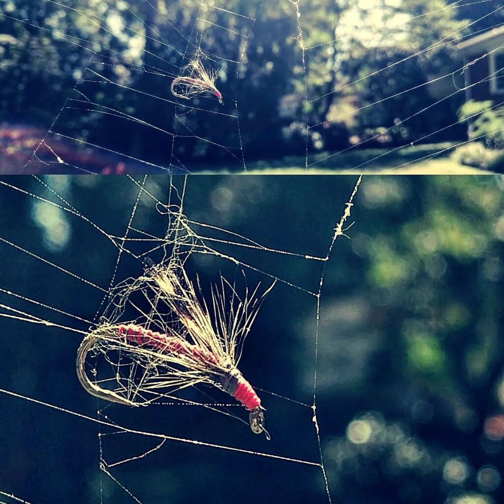 TenkaraAngler's tweet photo. Spider Beats Fly.
#tenkara #テンカラ #flyfishing #フライフィッシング #fixedlineflyfishing #kebari #毛鉤 #flytying #fishing #instagram #fish #fun #insect #spiderweb #spiderman https://t.co/QAQs5s0BhE https://t.co/TQJNGrXy5z