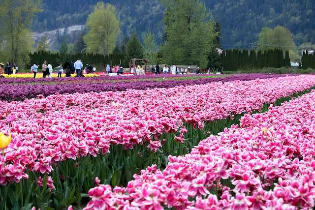 RUBARUBARAMULLA's tweet photo. While tulips are normally associated with the Turks and Dutch, Kashmir is fast catching up with this craze to somehow squeeze itself into the exclusive zone of tulip-growing regions of the world. 
@RadioChinarFM
 #TulipFestival #Kashmir https://t.co/VsNzfo0NPL