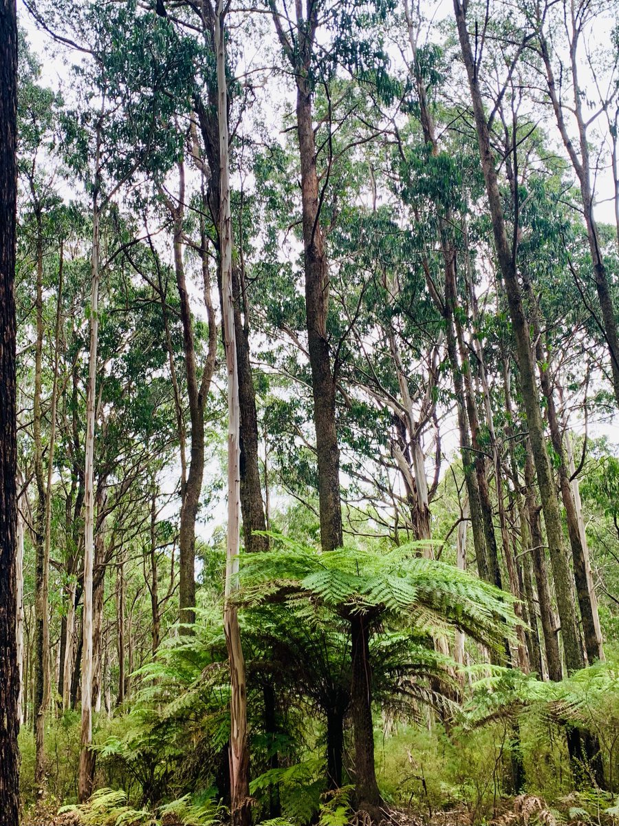 ninakillham's tweet image. Please stop turning our beautiful vibrant life-giving native forests into broken bones ⁦@DanielAndrewsMP⁩ ⁦@IngridStitt⁩ The time to #stopnativelogging is now. #savethetrees #victoria