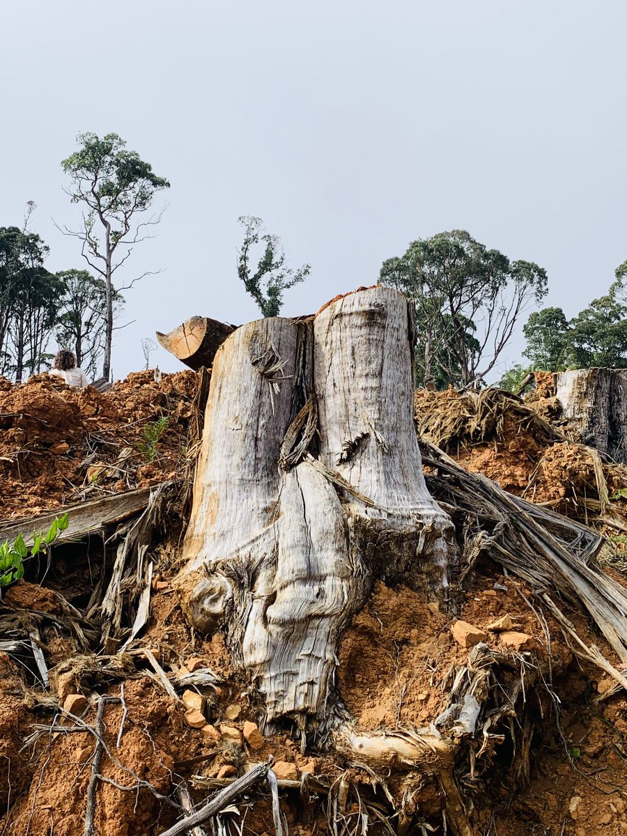 ninakillham's tweet image. Please stop turning our beautiful vibrant life-giving native forests into broken bones ⁦@DanielAndrewsMP⁩ ⁦@IngridStitt⁩ The time to #stopnativelogging is now. #savethetrees #victoria