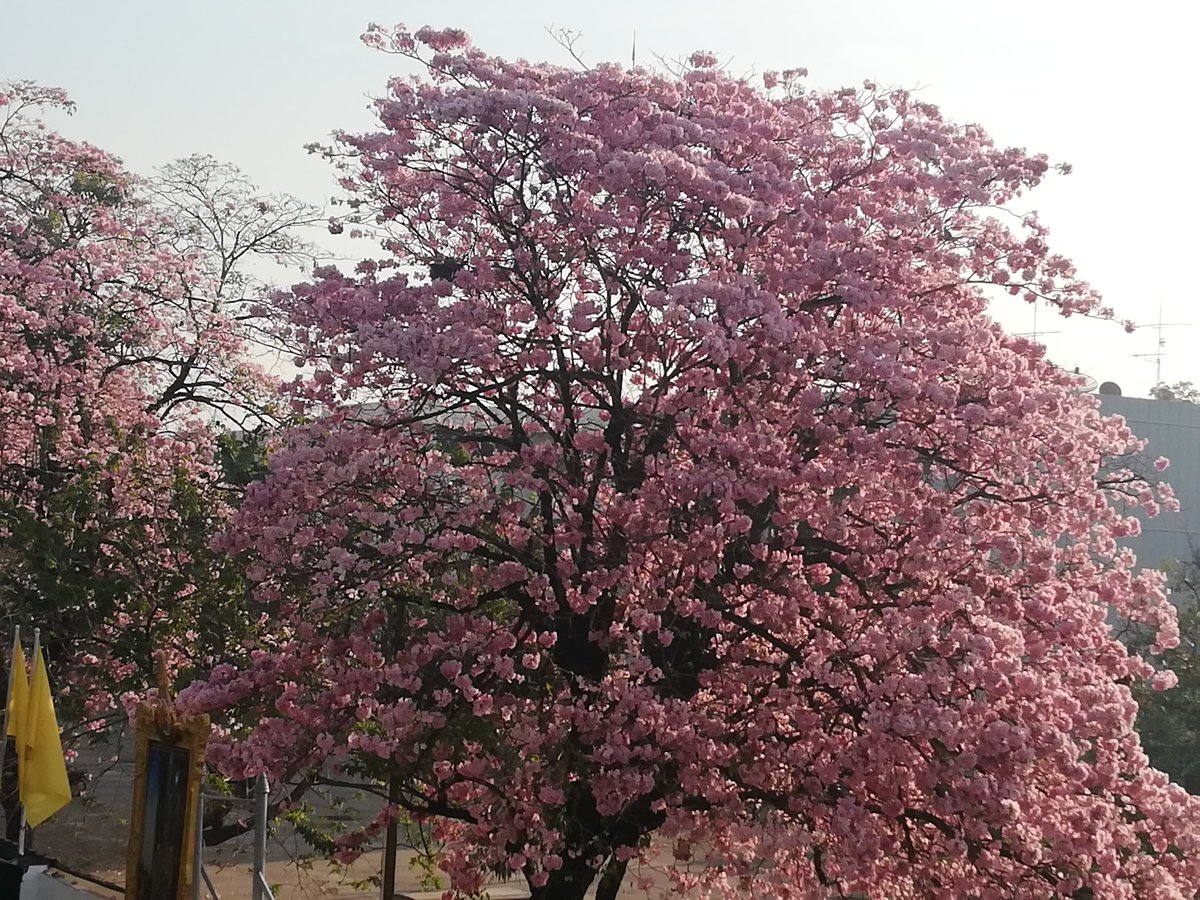 MarsJod's tweet photo. #Blooming #Bangkok https://t.co/GBTceFlupo
