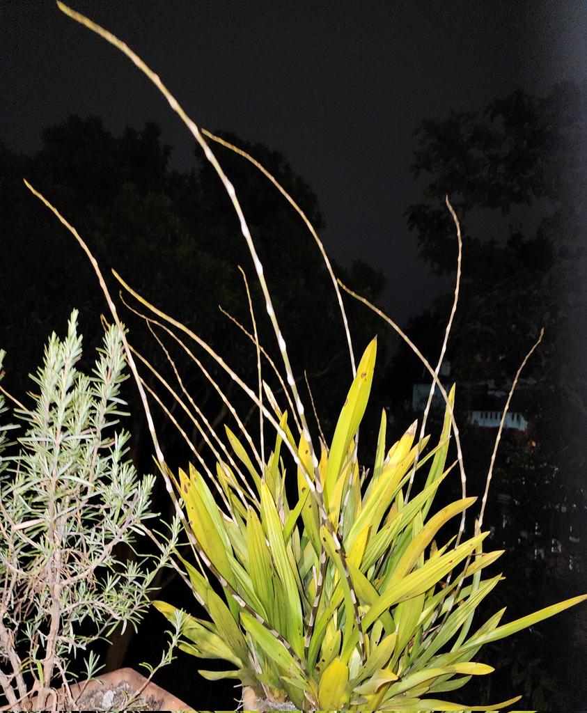 MarianneBertr57's tweet photo. #HolyMole look at the #flower spikes on the #Oncidium #FlorDeMayo. We are fixing to have a #DancingLady full chorus here 😀 I am keeping the 👎 sap-sucking #aphids off 'em.
I'm #MuyEmocionada for the best #bloomage ever. Let's keep our fingers crossed 🤞 and knock on 🪵wood. https://t.co/9F5zu6GiAR