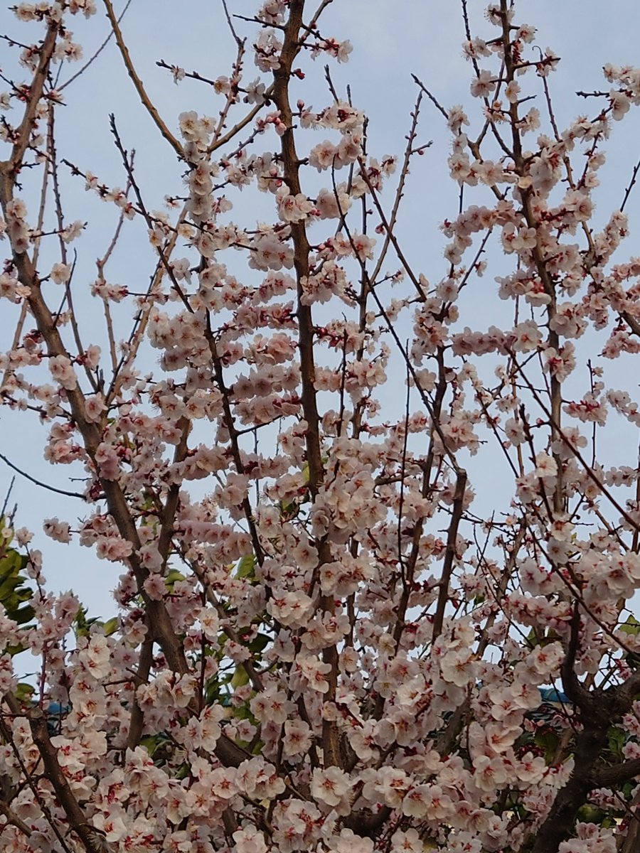 facestretching's tweet photo. ３月に入り梅が盛りですが桜も咲いていました。卒業式入学式に備えて #フェイスストレッチング でお顔を��き締め、ハッキリした目元にしておきましょう。
#表情アドバイザー
#3月のおすすめはワンデーセミナー
#スタジオハウ
#桜 https://t.co/EZHugs2FOi