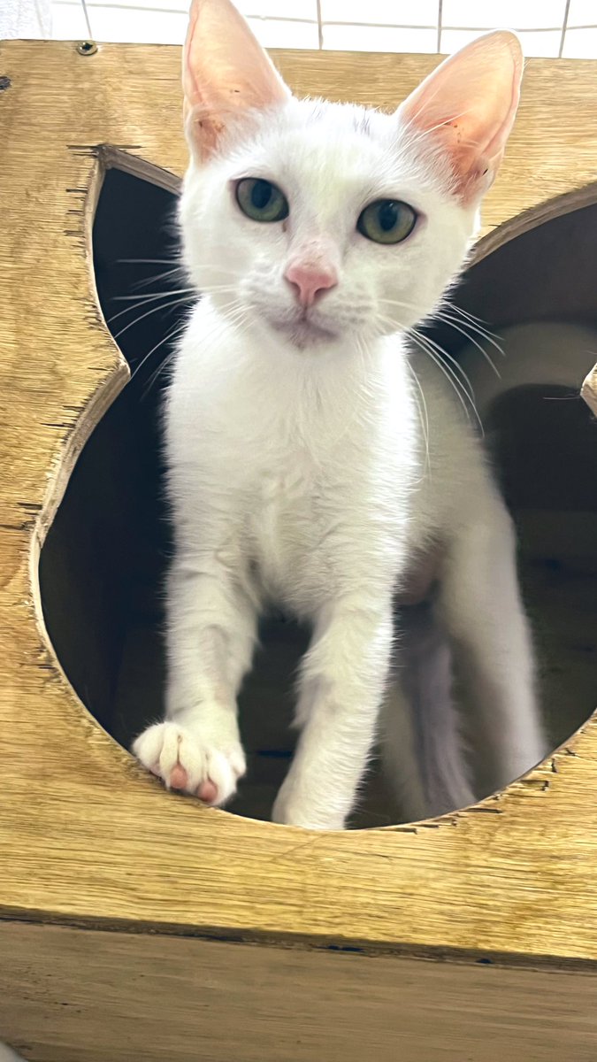 Como empezó / como va..
De las 3, quedó la blanquita solita. Quien la adopta? 🙌🏻