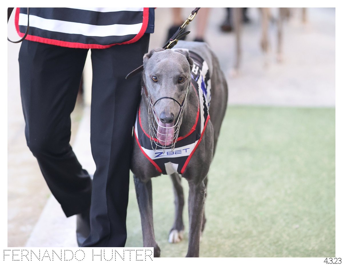 The Dogs (@thedogs_com_au) on Twitter photo Champion jockey <a href="/brentonavdulla/">๐ฆ๐บ BRENTON AVDULLA</a> boxed his first winner at <a href="/wentyparkgreys/">Wentworth Park Greyhounds</a> last night - Fernando Hunter!
Avdulla has won 13 G1 races in the thoroughbred world - we think there's still plenty more for him at the dogs, too! ๐พ
#thedogs #GreyhoundRacing Champion jockey <a href="/brentonavdulla/">๐ฆ๐บ BRENTON AVDULLA</a> boxed his first winner at <a href="/wentyparkgreys/">Wentworth Park Greyhounds</a> last night - Fernando Hunter!
Avdulla has won 13 G1 races in the thoroughbred world - we think there's still plenty more for him at the dogs, too! ๐พ
#thedogs #GreyhoundRacing