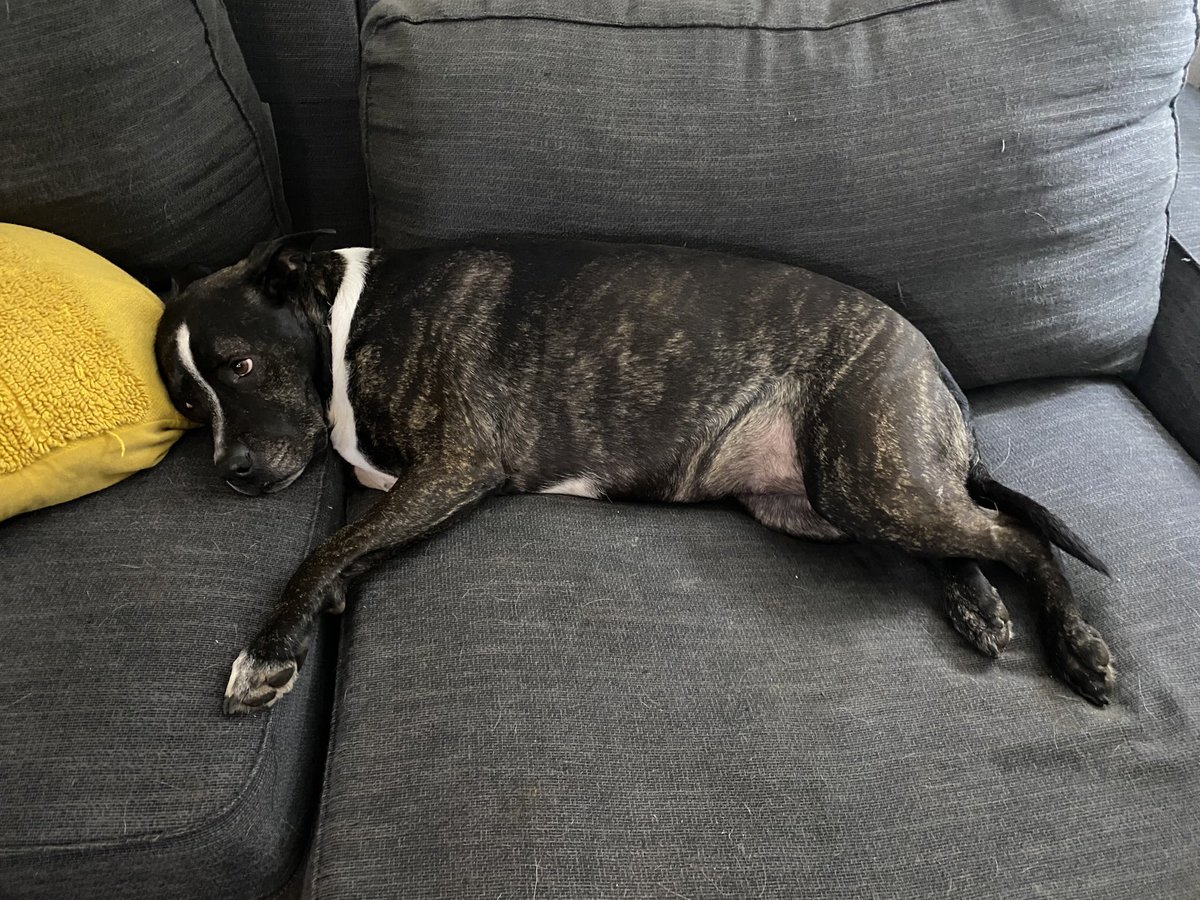 katemagdziuk's tweet photo. If your dogs were in the NFL, what position would they play?

Meet Baker (left) — TE &amp; Mika (right) — Linebacker

Note: All commenters are obligated to share the pictures of their dogs without exception. https://t.co/R02St7a9Pk