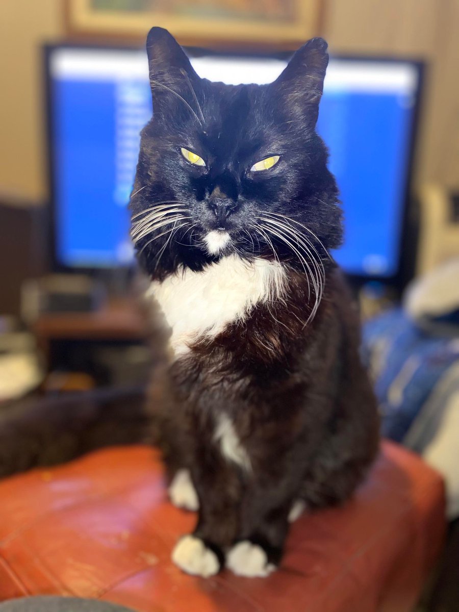 MorryCrypto's tweet photo. @RichardHeartWin I like cats, i would like to share with a picture of my cat Max, his eyes look evil because of the flash but he's cool #HEXCAT https://t.co/0UcJa4i02S