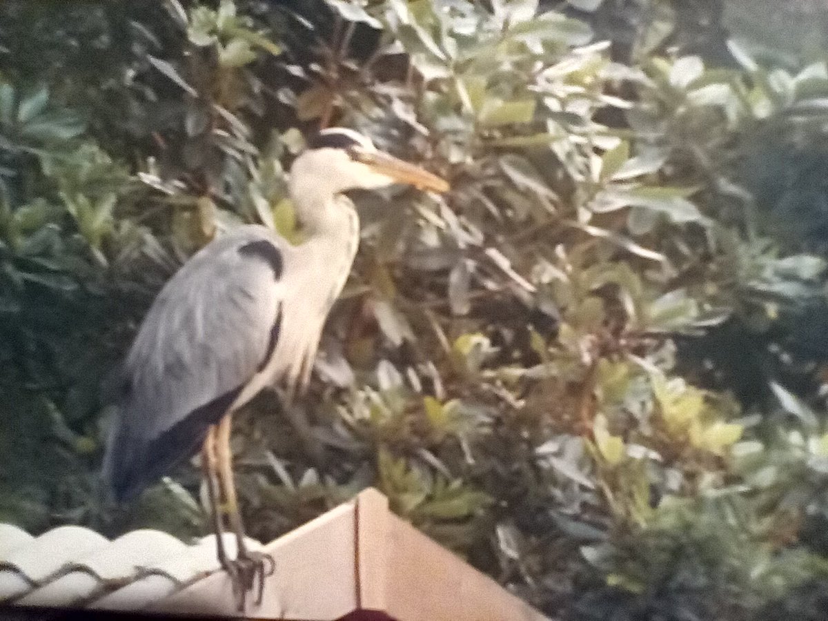 <a href="/vgklady/">Juanita 💃🏼</a> A Heron that appeared at a relative's wedding a few years back.