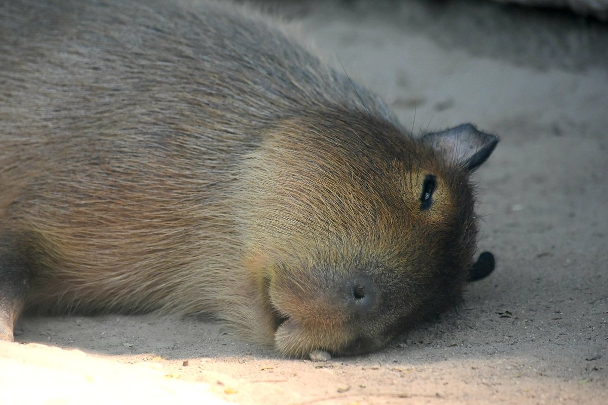 สวนสัตว์เปิดเขาเขียว Khao Kheow Open Zoo tweet media