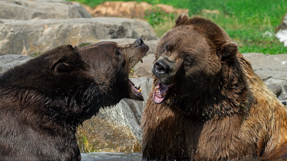 The grizzly bears at the Minnesota Zoo, having a disagreement over who gets to stay in the pool. :)