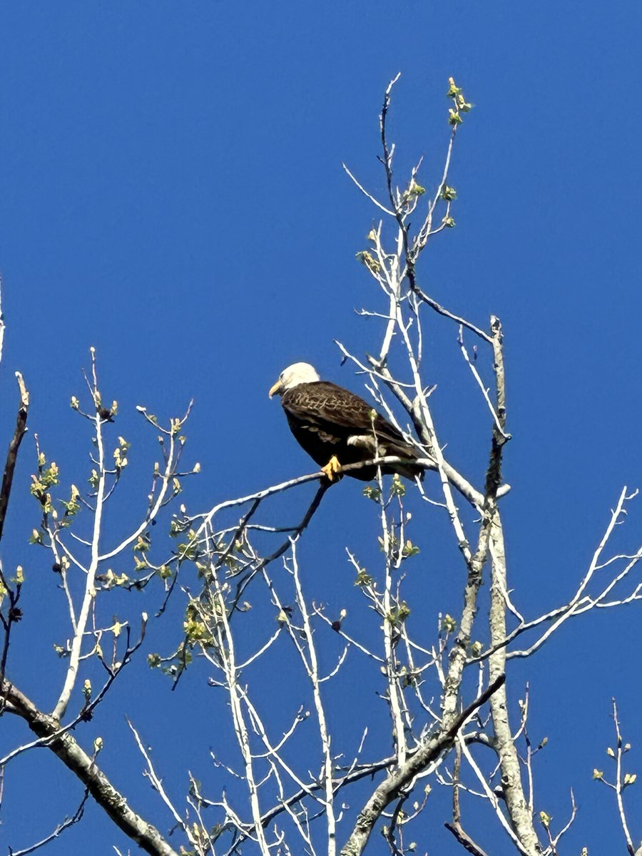 RandyRodenhouse's tweet photo. On my daily walk and love to see the bald eagles. https://t.co/RB1Ub9W47C