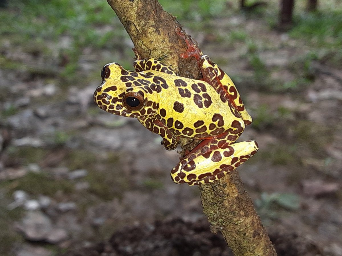 RT @mbystoma: Variable Clown Treefrog (Dendropsophus triangulum) from Loreto, Peru. https://t.co/unWeBPtm7Q