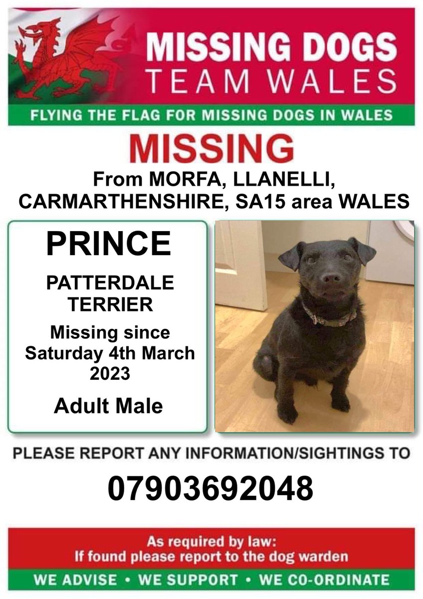 ‼️PRINCE IS MISSING FROM MORFA AREA #LLANELLI #SA15 #CARMARTHENSHIRE #WALES 
Since Saturday 4th March 

‼️PRINCE IS AN ADULT MALE #PATTERDALETERRIER 
If seen please call the number on this poster asap ..