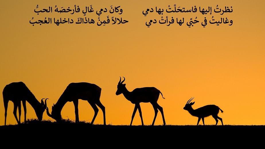 Moggzzz's tweet photo. غزل خالد بن يزيد بن معاوية في رملة بنت الزبير بن العوام بعد اشهر قليلة من قضاء الدولة الاموية على الخلافة الزبيرية في مكة  #شعر #شعر_غزل  #تاريخ https://t.co/6LBpBn2H5t