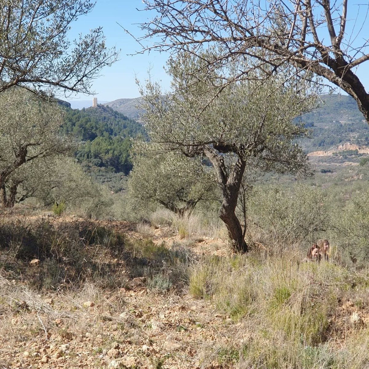 almonecir's tweet photo. Primera comitiva de Balad-Almunestir de las 4 previstas, hoy tocaba desde La Vall de Almonacid hasta Algimia de Almonacid y posterior comida estilo morisco. Todo un éxito. https://t.co/Uvmqq1mnaj