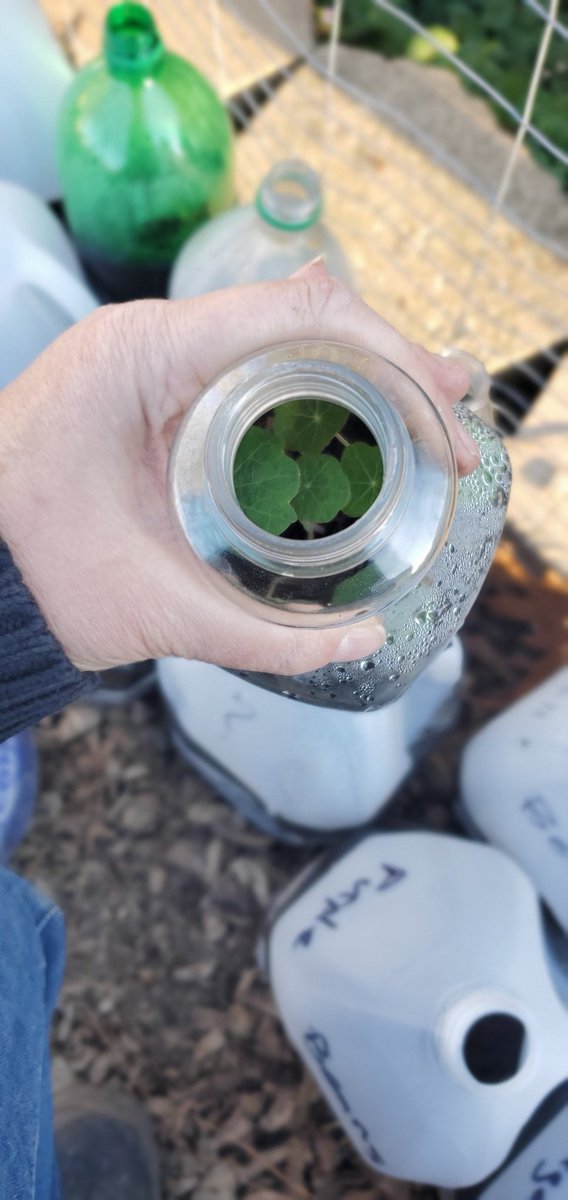 HeatherBecker83's tweet photo. Winter Sowing Seeds in milk jugs is a great way to start vegetables, and flowers in the middle of winter. Of all the seed starting methods, this is one of the easiest and most budget friendly. #mastergardenerintern #wintersowing @VBMGA #garden #gardening #zone8a https://t.co/N62o6yroI8