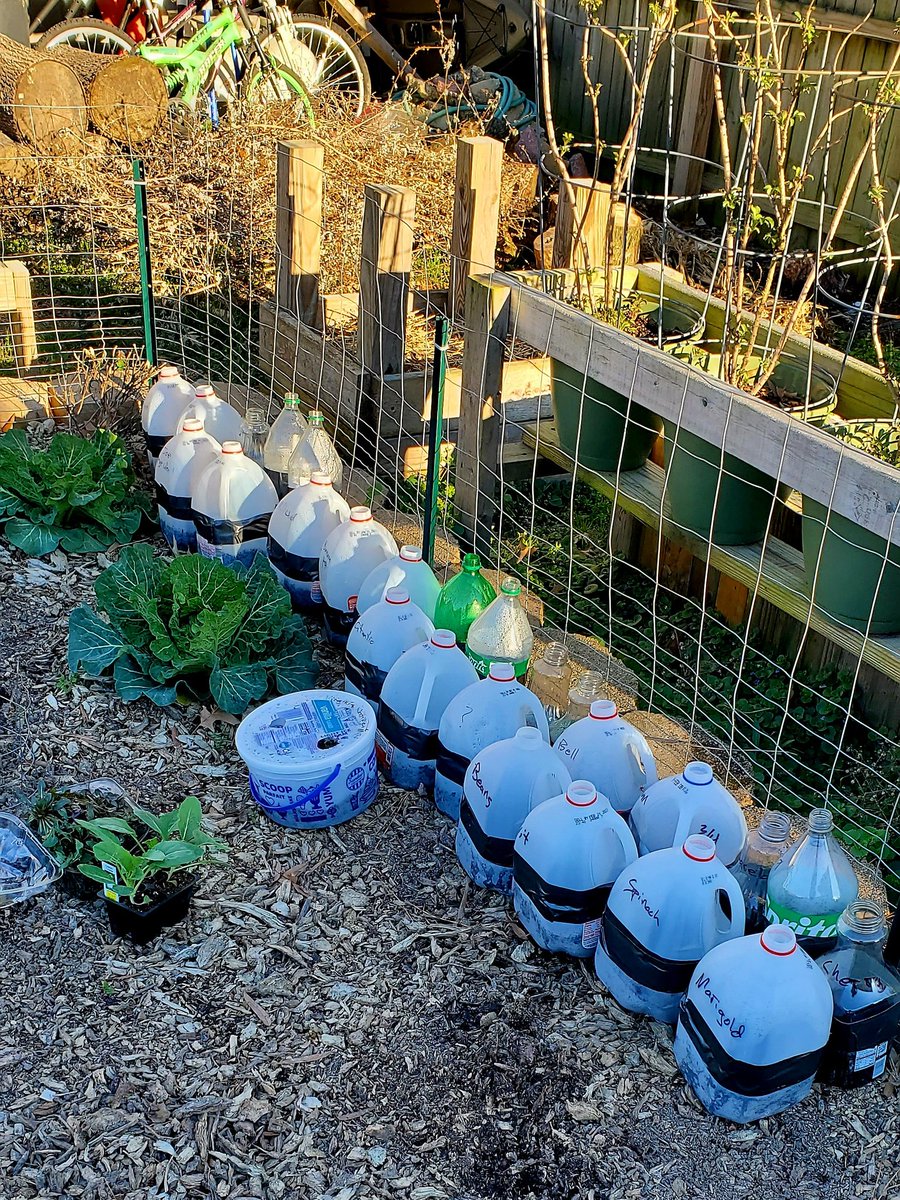 HeatherBecker83's tweet photo. Winter Sowing Seeds in milk jugs is a great way to start vegetables, and flowers in the middle of winter. Of all the seed starting methods, this is one of the easiest and most budget friendly. #mastergardenerintern #wintersowing @VBMGA #garden #gardening #zone8a https://t.co/N62o6yroI8