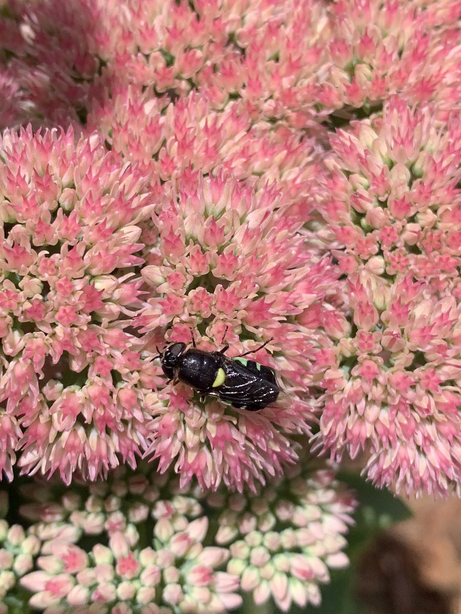 HowNowDownCow's tweet photo. @milkmaidmarian I’ve been paying a lot more attention to the bugs in my garden - and the seek app is pretty good at identifying them for me (or at least narrowing it down) https://t.co/aKKtD7gYgk