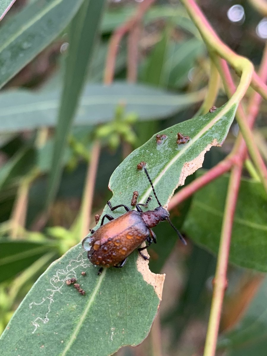 HowNowDownCow's tweet photo. @milkmaidmarian I’ve been paying a lot more attention to the bugs in my garden - and the seek app is pretty good at identifying them for me (or at least narrowing it down) https://t.co/aKKtD7gYgk