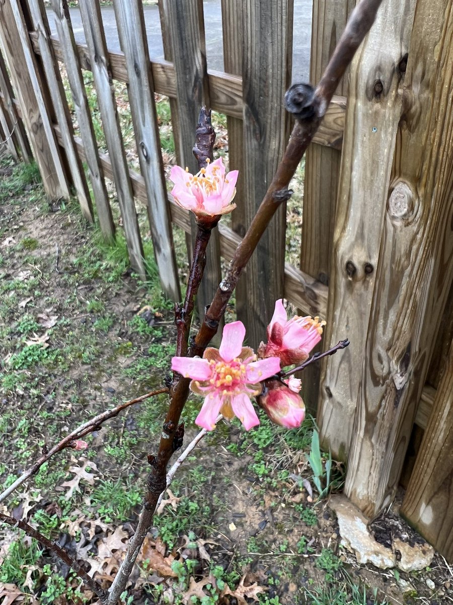 BradyDale311's tweet photo. Loving the #peach #blossoms on our #Elberta peach tree! https://t.co/u9EaJxvjzO