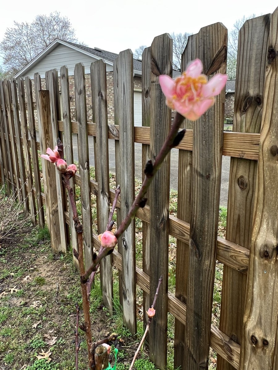 BradyDale311's tweet photo. Loving the #peach #blossoms on our #Elberta peach tree! https://t.co/u9EaJxvjzO