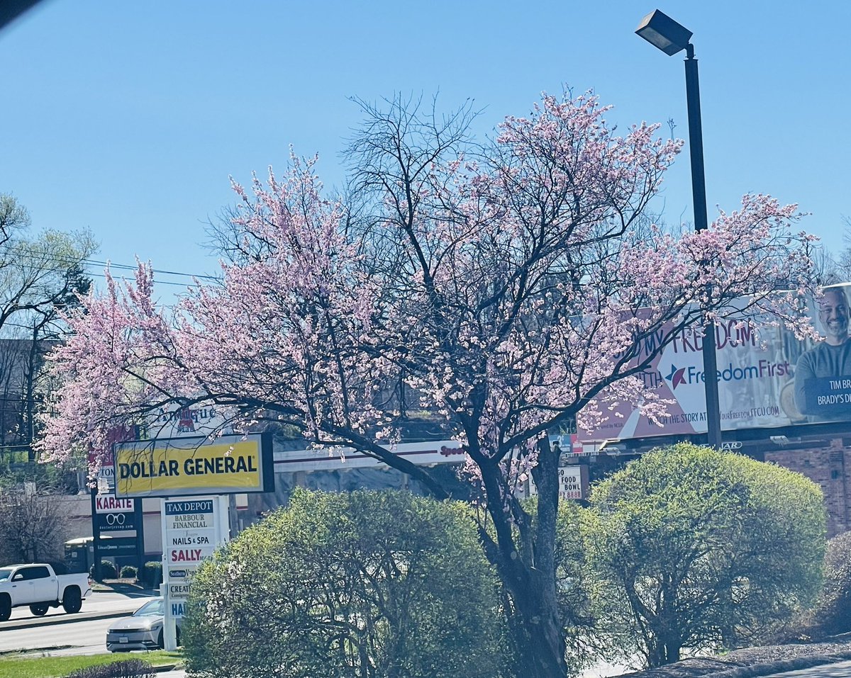 Debmitch63's tweet image. Out and about today #spring #springinvirginia