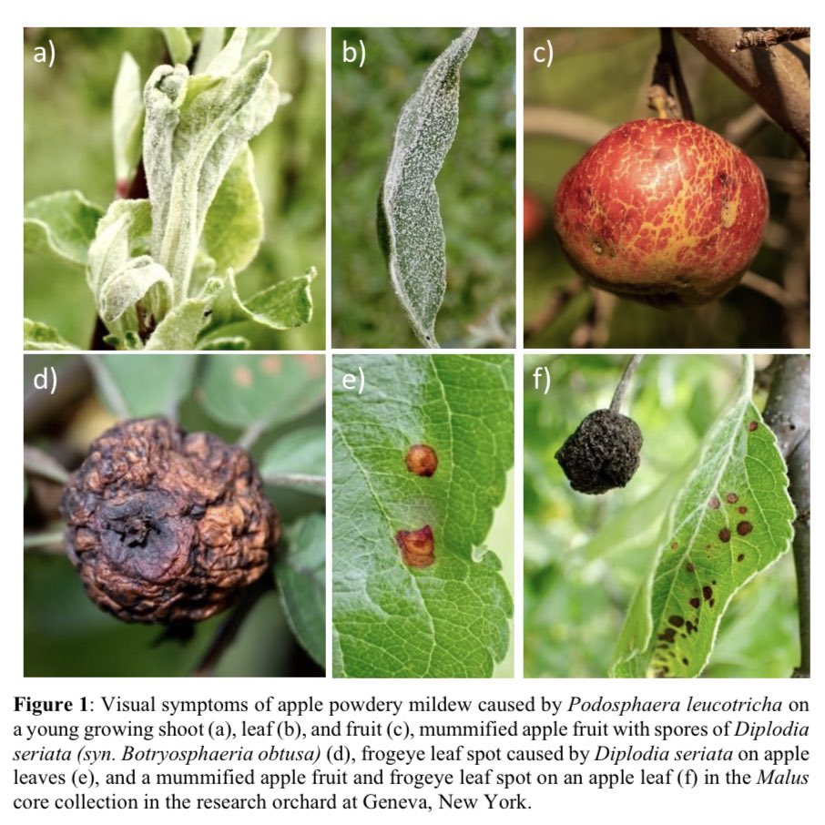 Our newly published article (first look) in Phytopathology: We have evaluated 174 Malus accessions and identified novel sources of genetic resistance to two major fungal diseases of #Apples ; #PowderyMildew &amp; #FrogeyeLeafSpot #GeneticDiversity 

apsjournals.apsnet.org/doi/10.1094/PH…