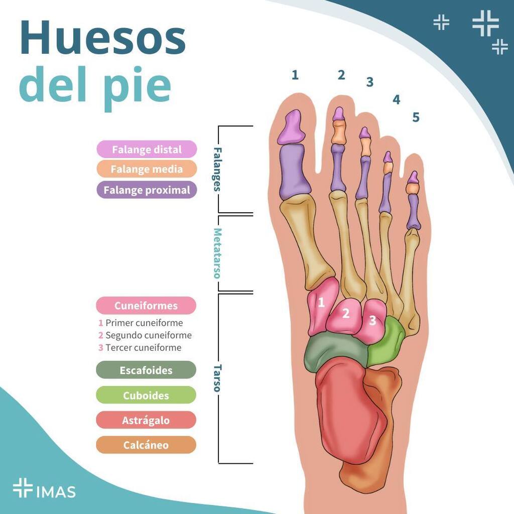 CursosImas's tweet photo. 📚Esquema repaso de los huesos del pie 🦶🏻
#ENARM #ExamenMIR #medicina #medicos #MIP #estudiantesdemedicina #enfermeria #internadomedico #apuntesmedicos #notasmedicas #anatomia #huesosdelpie #repaso #medschool #mpss https://t.co/lwe4C6hba4 https://t.co/lcE6tWVlt0