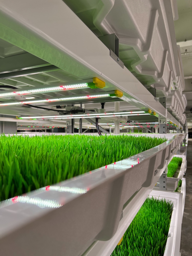 Need an energy boost?! Wheatgrass is packed with vital vitamins and minerals that give you the health kick that you need🌱