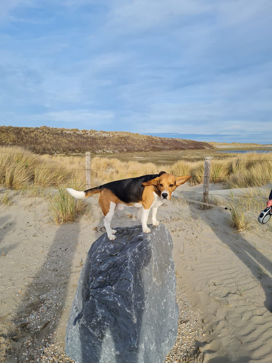 Budtling tweet media