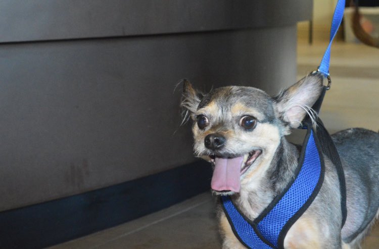 MiamiVetFdn's tweet photo. Shoutout to Natalie, a rockstar volunteer from VCA Animal Hospitals, for capturing moments at last Sunday's #ProjectUnleashed event where we provided basic wellness and vaccinations to pets in our community! πΎ Mark your calendars for the next Project Unleashed, Sunday,March 19th https://t.co/ARZGl2AZPD