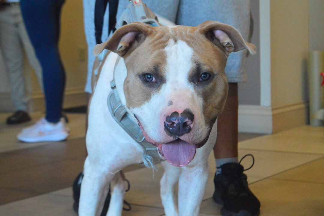 MiamiVetFdn's tweet photo. Shoutout to Natalie, a rockstar volunteer from VCA Animal Hospitals, for capturing moments at last Sunday's #ProjectUnleashed event where we provided basic wellness and vaccinations to pets in our community! πΎ Mark your calendars for the next Project Unleashed, Sunday,March 19th https://t.co/ARZGl2AZPD