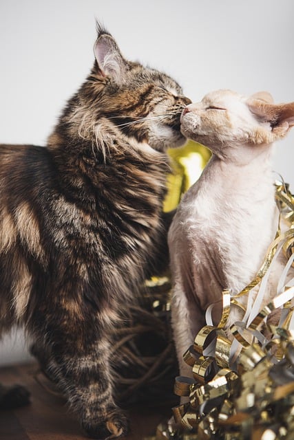 dswaltz's tweet photo. #FelizFinDeSemana Gatitos

#HappyWeekend Kittens https://t.co/RS9UP6cKIT