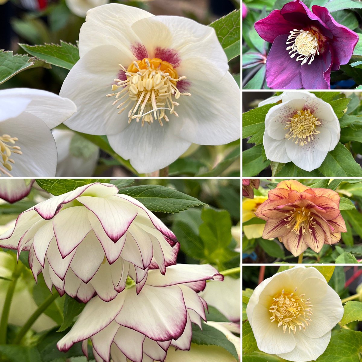 ashnurs's tweet photo. #sixonsaturday Our #hellebores are still putting on an amazing show in our hellebore tunnel. Come &amp; visit our hellebores and learn all about them on one of our pre bookable hellebore tours!
Read more: https://t.co/CACBiWgY06 https://t.co/gX4OdTOJd9