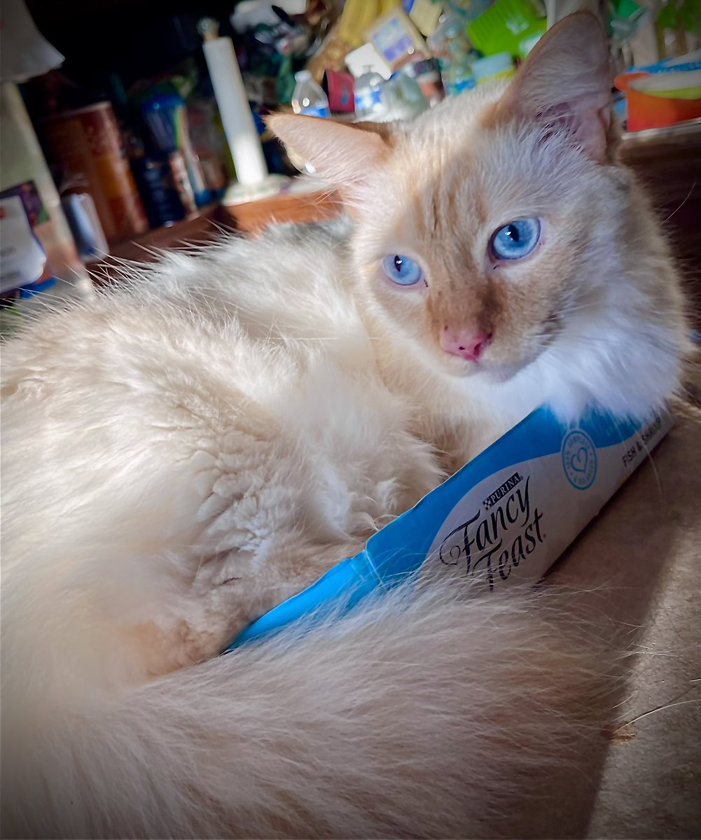 It’s #Caturday &amp; Pearl is basking in a *purrfect* Sun-Puddle. #SaturdayVibes

She practically *glows* when sunlight hits her expertly groomed fur. (Thnx, Mama Crystal!) 😸
✨👼🏻🧚‍♂️✨
#CatsAreFamily #cats #CatsOnTwitter #CatsOfTwitter #KittensOfTwitter #flamepoint #floof